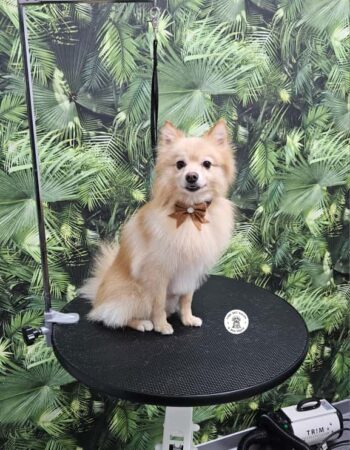 Pomeranian crem cu papion, după toaletaj