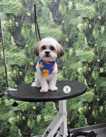 Shih Tzu cu bandană, proaspăt tuns